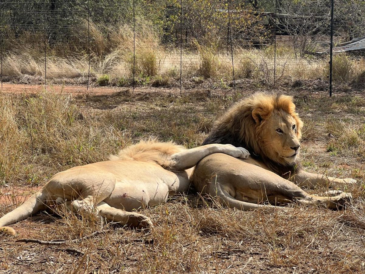 Simba Safaris African Pride Exotic Lodge Lephalale Exterior photo