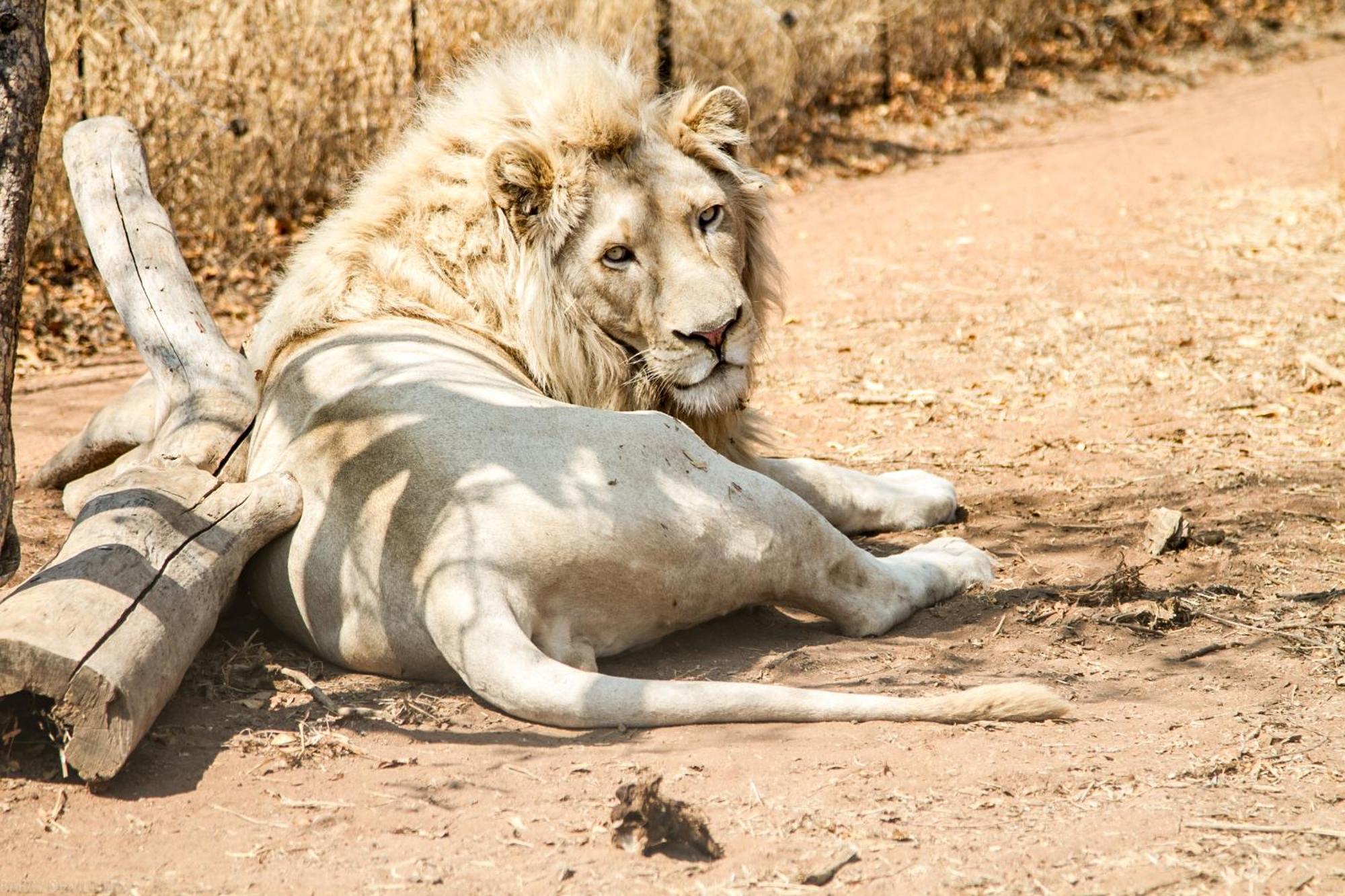 Simba Safaris African Pride Exotic Lodge Lephalale Exterior photo