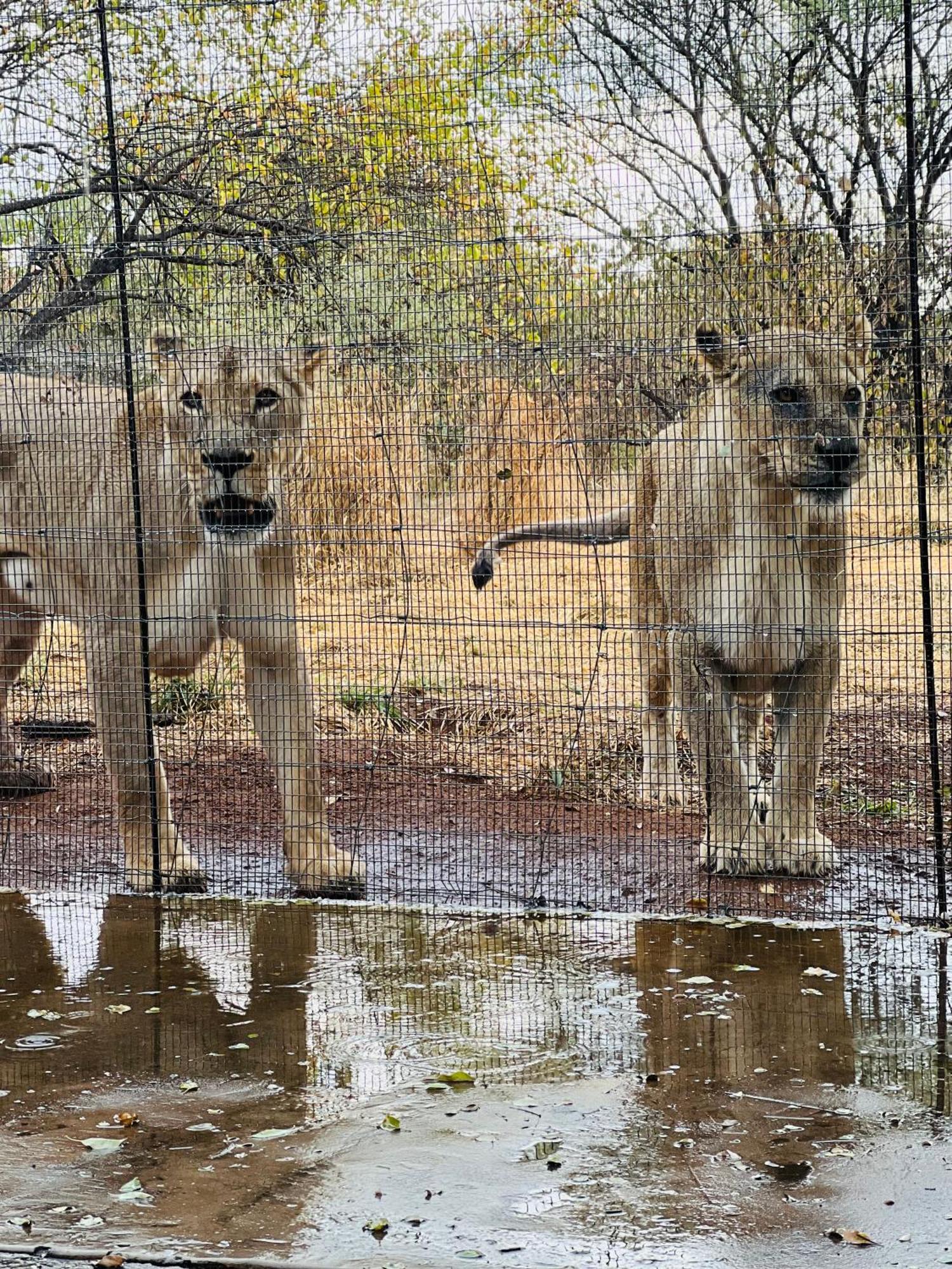 Simba Safaris African Pride Exotic Lodge Lephalale Exterior photo