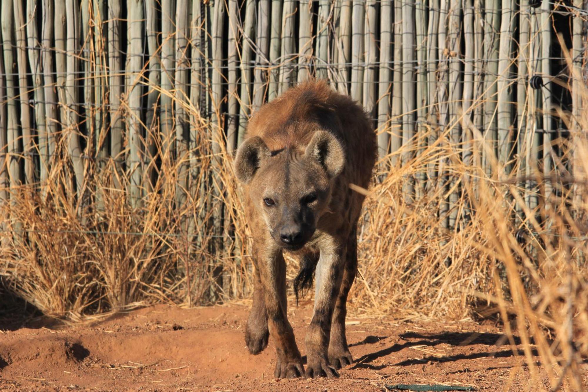 Simba Safaris African Pride Exotic Lodge Lephalale Exterior photo